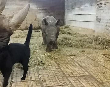 VIDEO: La inusual amistad entre un gato y dos rinocerontes