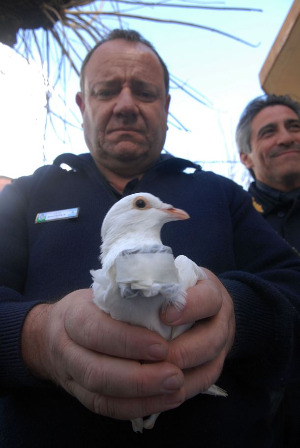 Cómo operaba la banda de las narcopalomas en el GBA