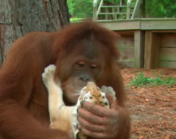 Un tierno orangután cuida a tres  tigres