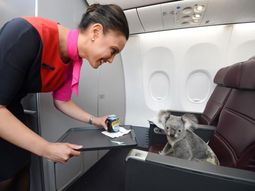 estos cuatro koalas viajaron en primera clase