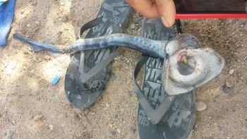 encuentran una extrana especie marina en un balneario de neuquen encuentran una extrana especie marina en un balneario de neuquen