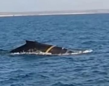 Puerto Madryn: encontraron una ballena enmallada