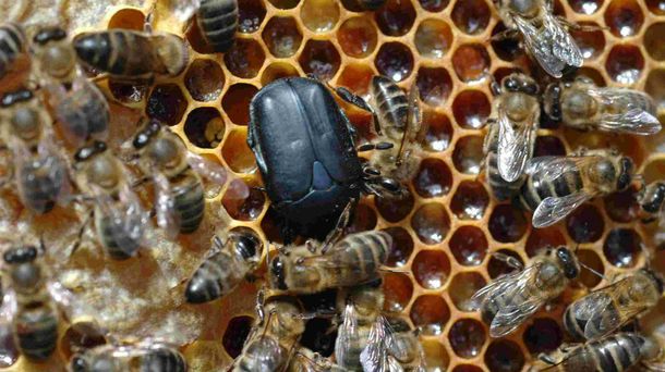 ¿Por qué hay un alerta sanitario en todo el país?