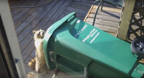 VIDEO: Un mapache no podía abrir un tacho de basura y se lo llevó
