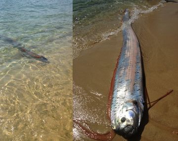 Sorpresa por el espeluznante hallazgo de un pez gigante
