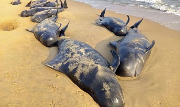 Desastre ecológico en India: hallan 40 ballenas muertas al sur del país