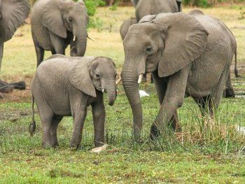 Un cazador murió aplastado por una estampida de elefantes mientras huía de un parque en Sudáfrica