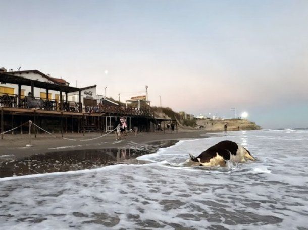 Las Grutas: sorpresa total por una vaca muerta flotando en el mar