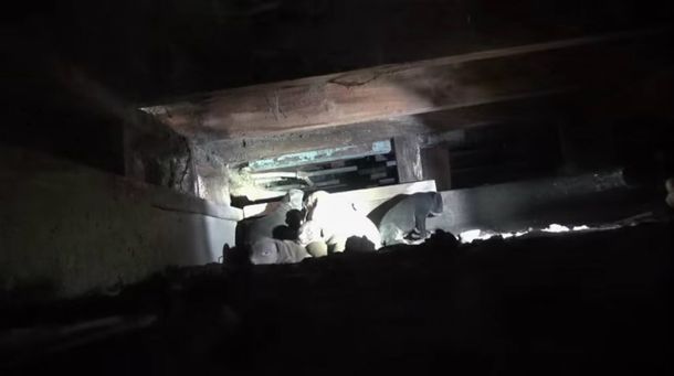 Emotivo rescate de cachorritos de pitbull nacidos debajo de una casa