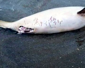 Encontraron muerto a un delfín en las costas de Mar del Plata