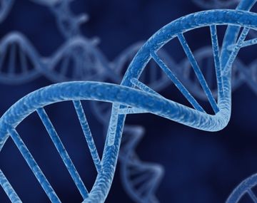¿Los humanos compartimos genes con nuestros amigos?