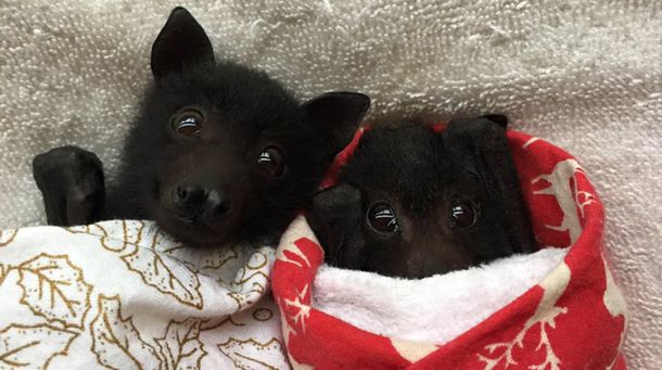 Estos cachorros revolucionaron la web con su ternura pero ¿qué son?