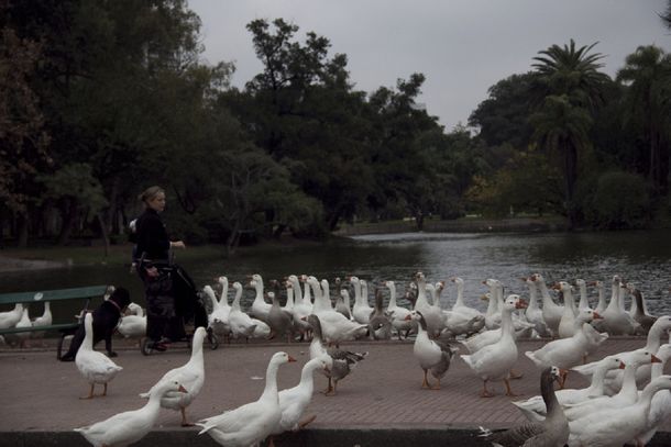 Los gansos serán desalojados de los Lagos de Palermo