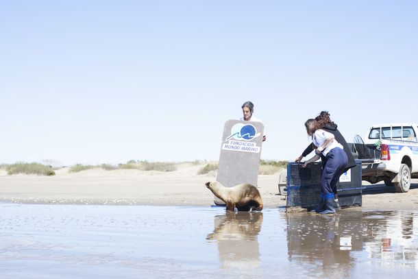 Una historia para no olvidar: el día que liberé a un león marino