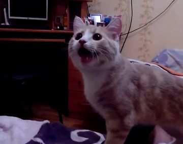 El insólito video de un gato que se cree perro