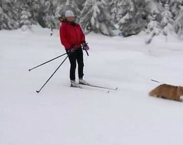 Un gato se cree perro de trineo y sale a explorar