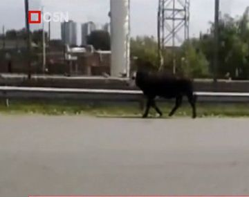 Temor y estupor por una vaca suelta en plena autopista Buenos Aires - La Plata
