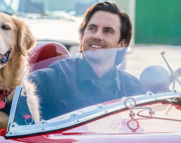 Netflix: el drama conmovedor sobre un perro leal y con mucho amor