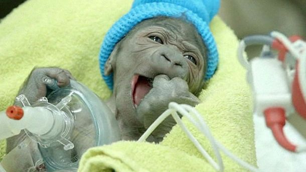 VIDEO: Mirá el tierno nacimiento de un gorila por cesárea