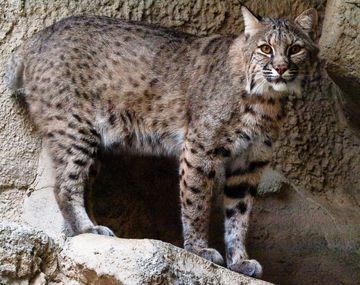 Hallan a uno de los gatos salvajes que fueron robados del zoo de Mendoza
