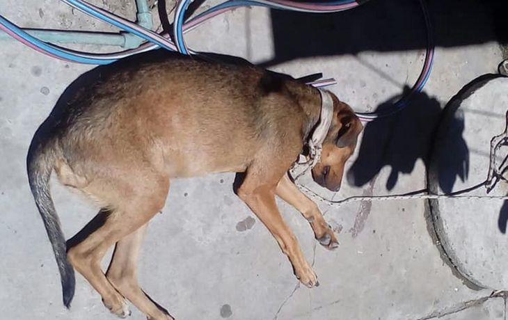 Buscan hogar para una perra que quedó herida por defender a su dueña, víctima de violencia