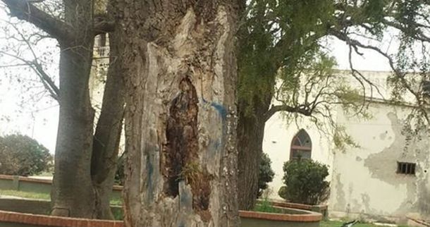 Conmoción en Córdoba por la aparición de la Virgen en un árbol