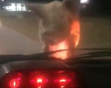 Se escapó un chancho