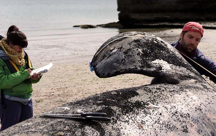 Advierten que aumenta el número de ballenas enmalladas con redes y sogas por la actividad pesquera