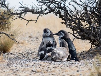 Juan Cabandié envió la Brigada Ambiental a Punta Tombo y denunciará al hombre que aniquiló a los pingüinos