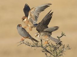 el museo de historia natural de londres entrego sus galardones el museo de historia natural de londres entrego sus galardones