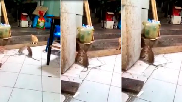 VIDEO: La violenta pelea entre dos ratas que asustó a un gato
