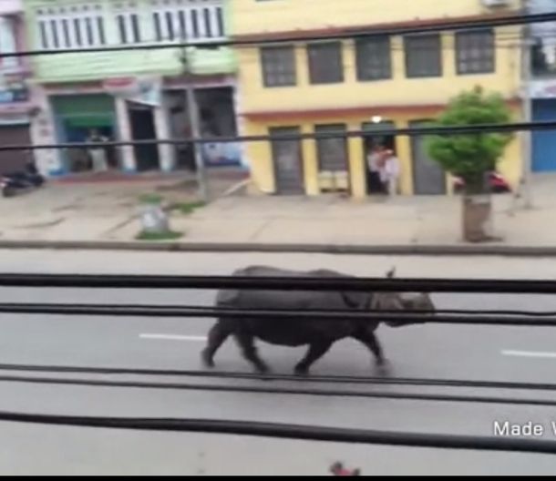 Un rinoceronte mató a una mujer y dejó varios heridos en Nepal