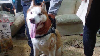 Drako estuvo un mes encerrado dentro de una casa Drako estuvo un mes encerrado dentro de una casa