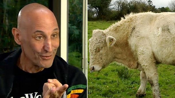 Un creador de Los Simpson salva a un toro gay que iba a ser enviado al matadero