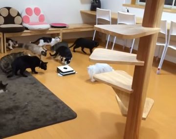 La atención extrema les jugó una mala pasada