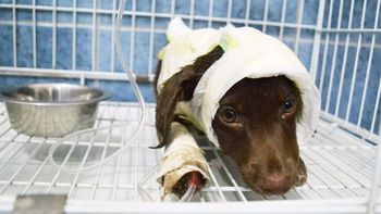 Murió Chocolate, el perro que fue despellejado y tirado en la calle Murió Chocolate, el perro que fue despellejado y tirado en la calle