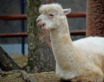 Descubren que los nanoanticuerpos de las alpacas pueden bloquear el coronavirus