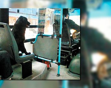 Los perros podrán viajar en colectivo