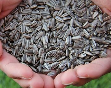 Prohíben en todo el país la venta de unas semillas de girasol y varios snacks