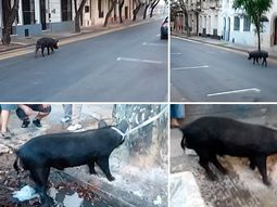 sorpresa en rosario: un chancho suelto por las calles del centro sorpresa en rosario: un chancho suelto por las calles del centro