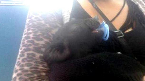 Una mujer fue a inscribir a un chanchito a la ANSES