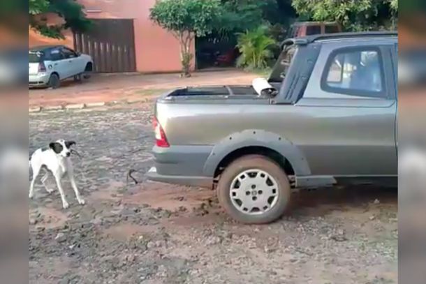 Brutal maltrato animal: arrastraron a un perro hasta matarlo y quedaron detenidas