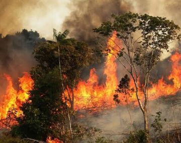 Graves incendios forestales en el Amazonas: las llamas invaden el pulmón del planeta