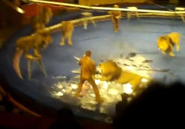 Espanto en un circo de Ucrania: leones atacan a domador durante función