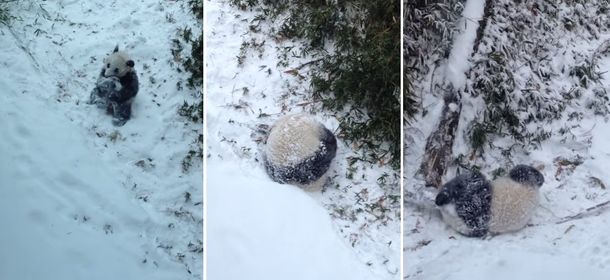 Mirá el video de cómo fue la primera excursión de un panda por la nieve