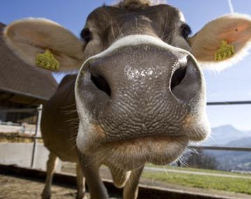 Vaca