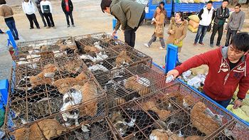 Los gatos iban a terminar en un guiso Los gatos iban a terminar en un guiso