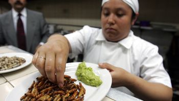 ¿cuales son los mejores insectos para comer? ¿cuales son los mejores insectos para comer?