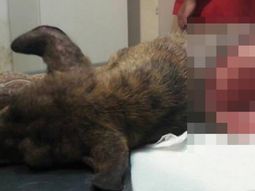 Despellejaron vivo a un perrito en Jujuy Despellejaron vivo a un perrito en Jujuy