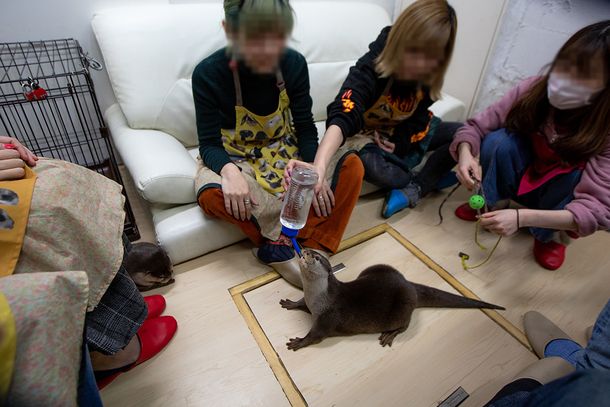 Maltrato animal en Japón: exhiben nutrias en cafés para que los clientes se saquen fotos